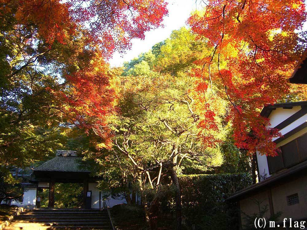 京都 安楽寺の紅葉