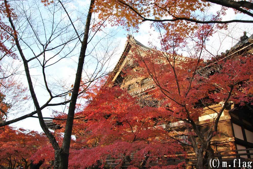 深見東州 真如堂の『花の木』の紅葉は真っ盛り | ethicsinsports.ch